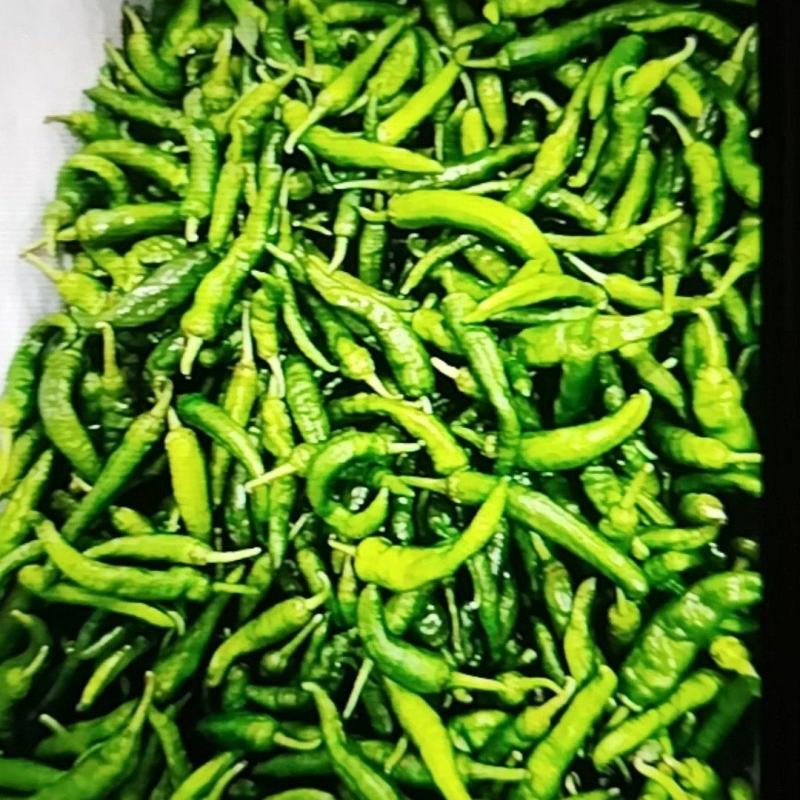 樟树椒