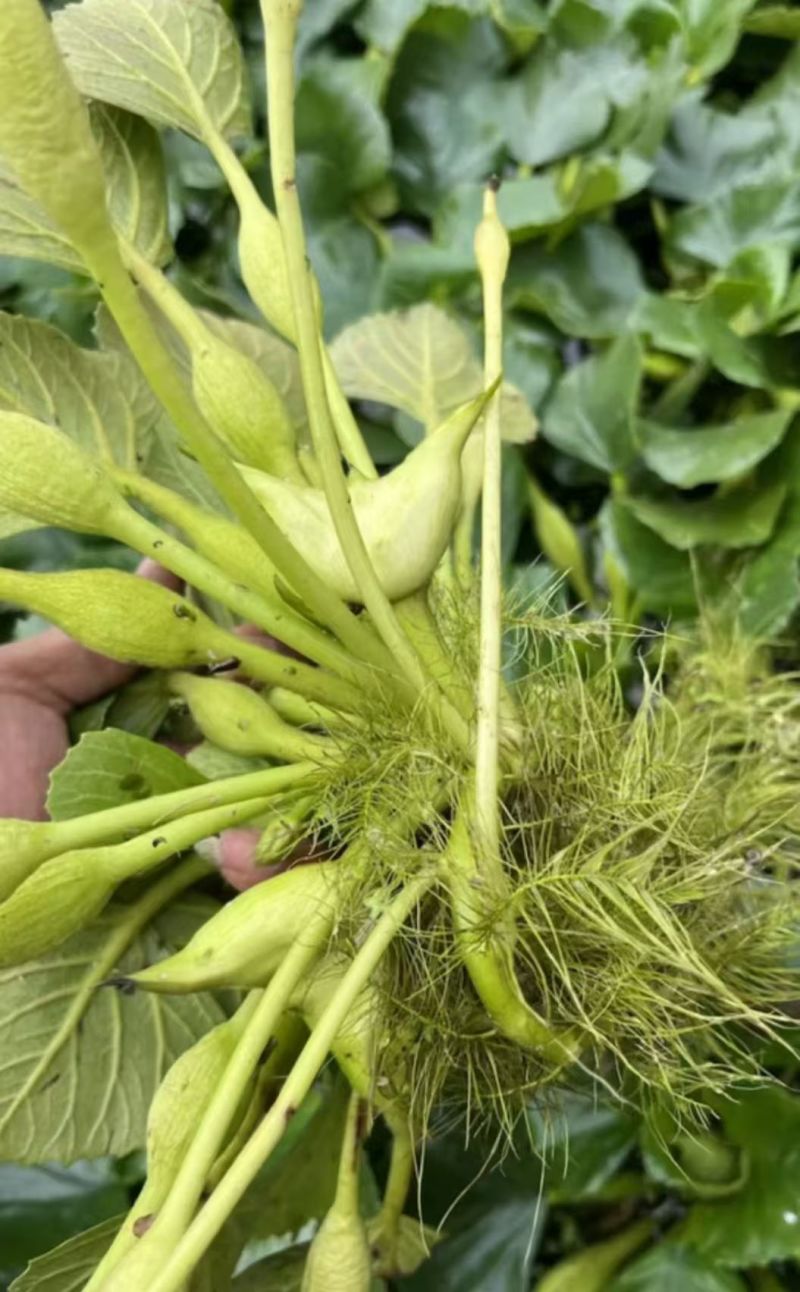 溱湖菱角大量上市