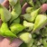 溱湖菱角大量上市