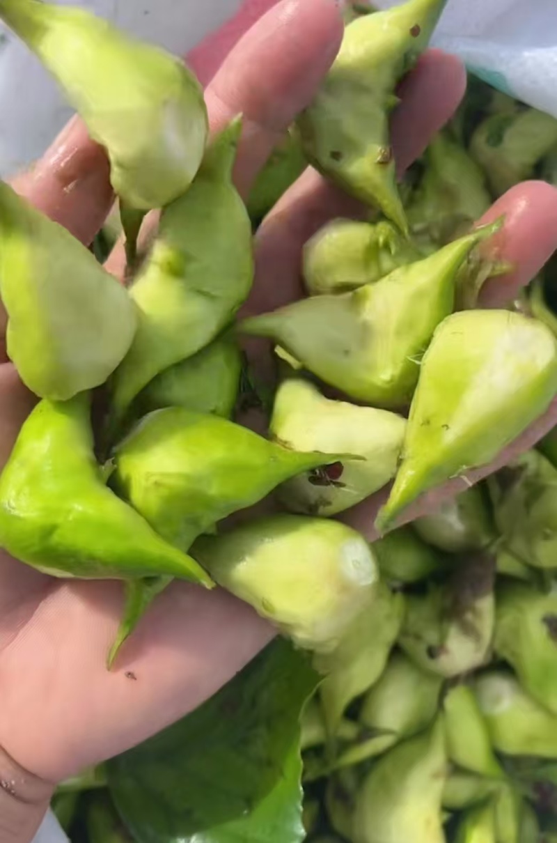 溱湖菱角大量上市