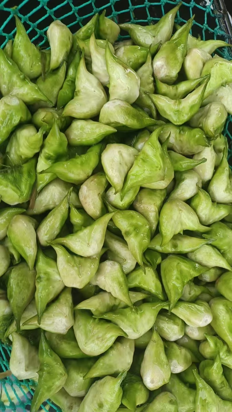 溱湖菱角大量上市