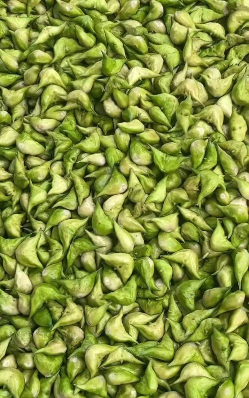 溱湖菱角大量上市
