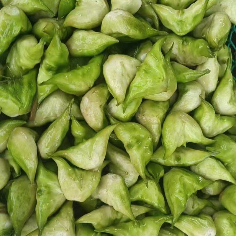 溱湖菱角大量上市