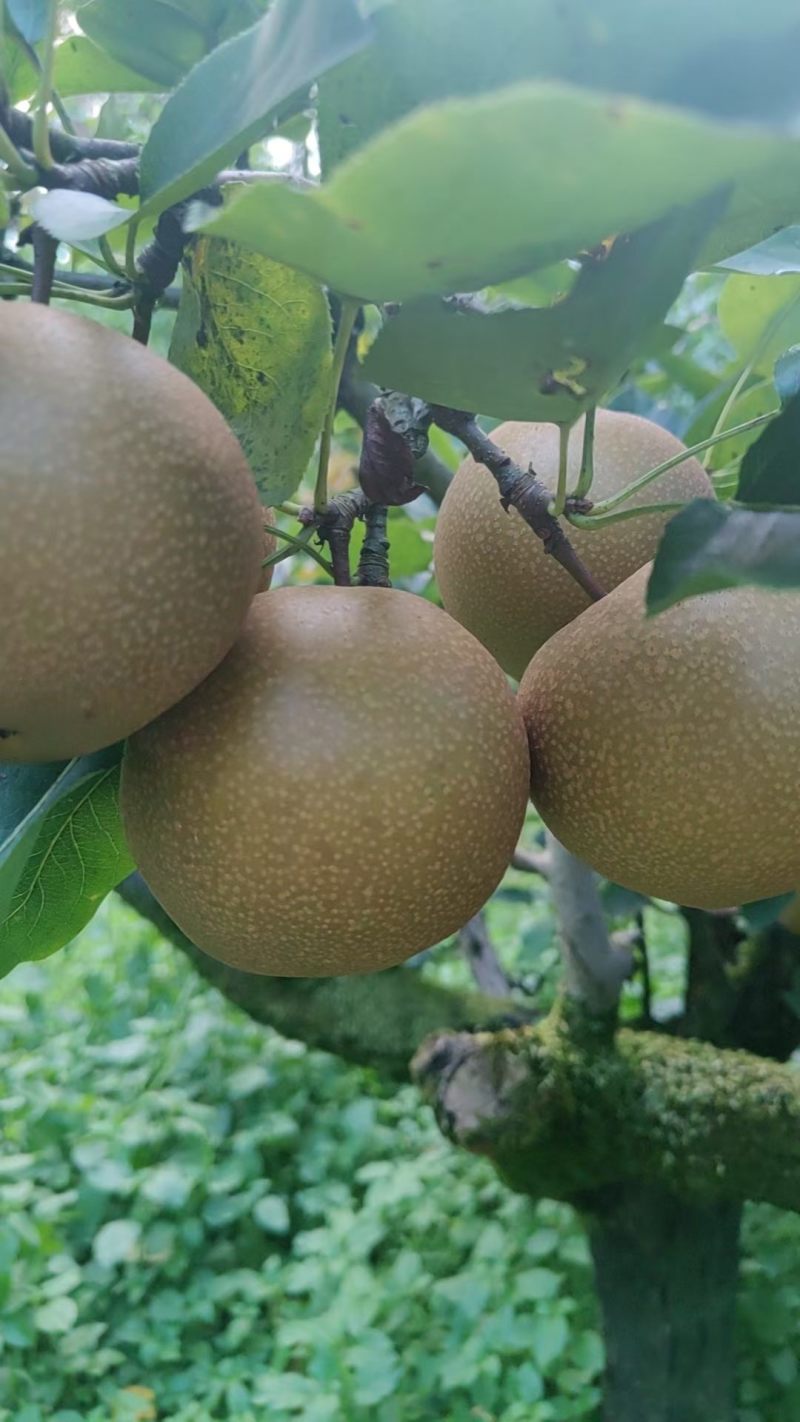 建宁黄花梨，是一种常见且受欢迎的梨品种