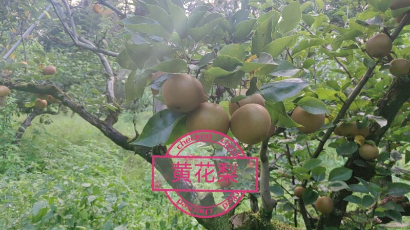 建宁黄花梨，是一种常见且受欢迎的梨品种