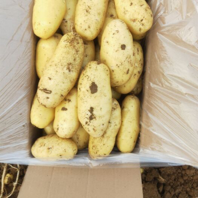 河北土豆品质保证诚信经营欢迎联系接商超市场电商