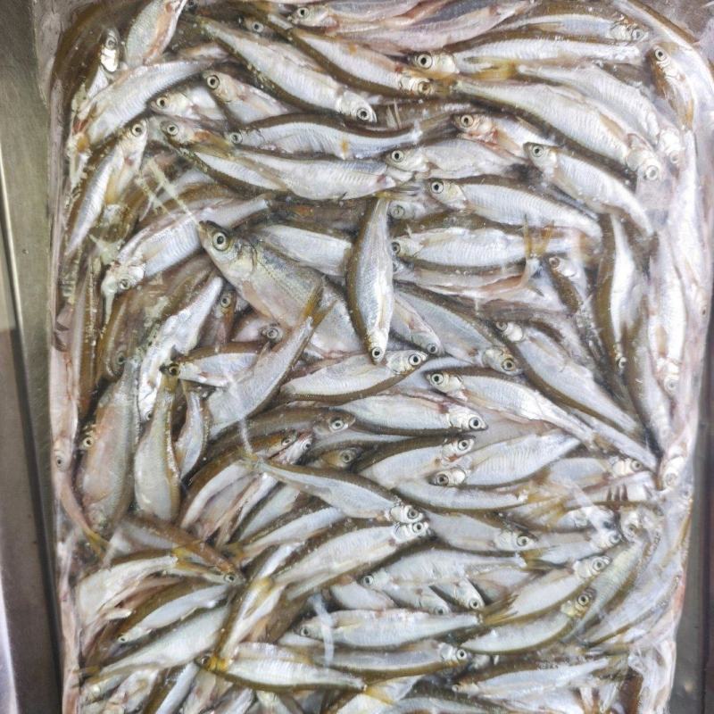 开肚白条鱼三个规格量大联系