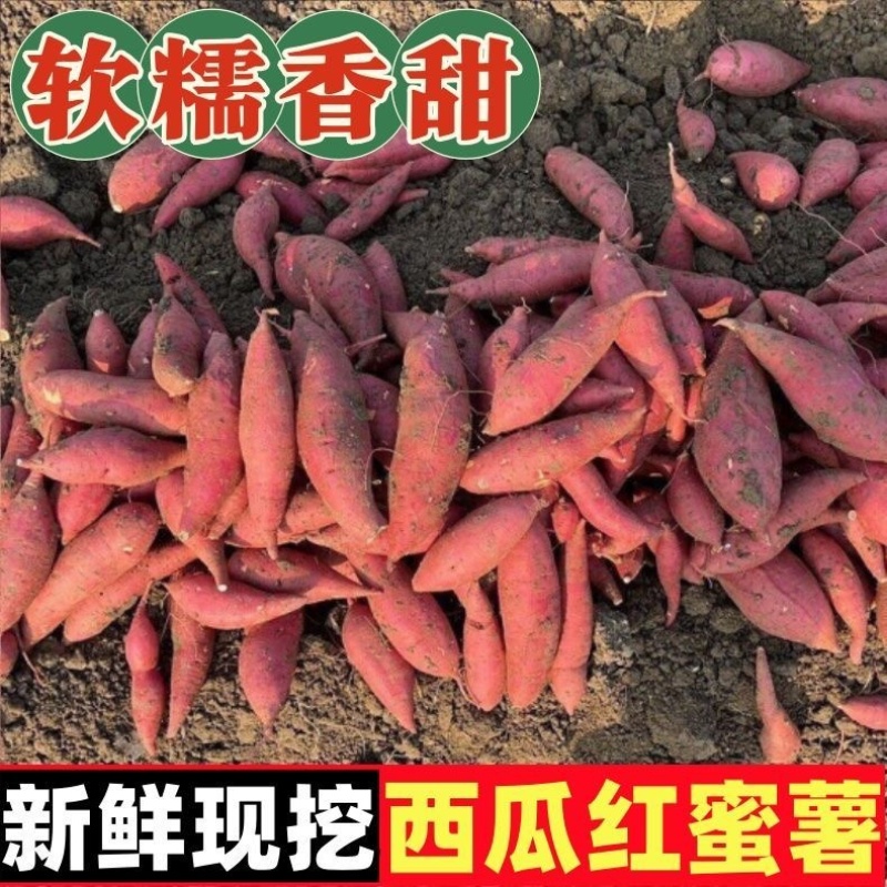 河北西瓜红蜜薯品质保证诚信经营欢迎联系接商超市场电商