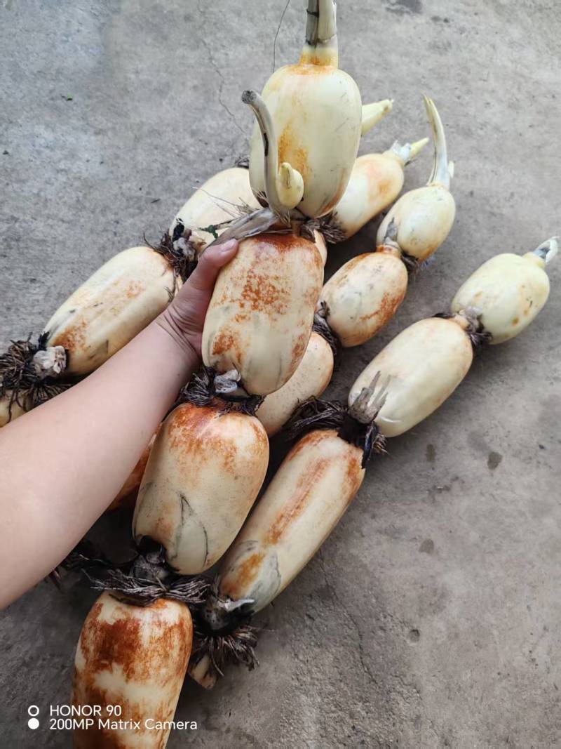 江苏淮安早藕