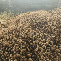 红藤山乌龟10厘米以下小精品