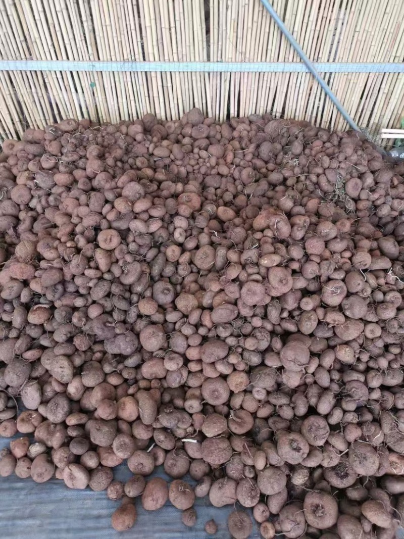 红藤山乌龟10厘米以下小精品