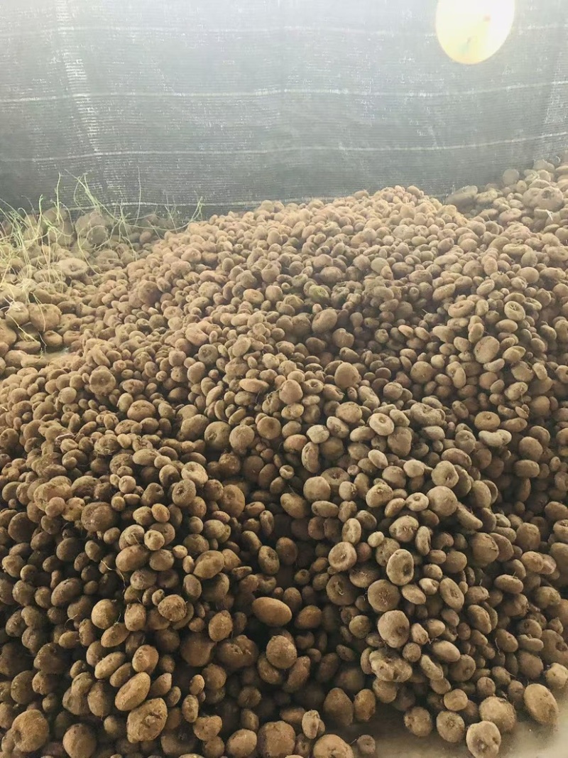 红藤山乌龟10厘米以下小精品