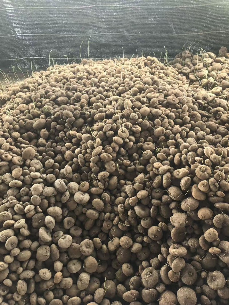 红藤山乌龟10厘米以下小精品
