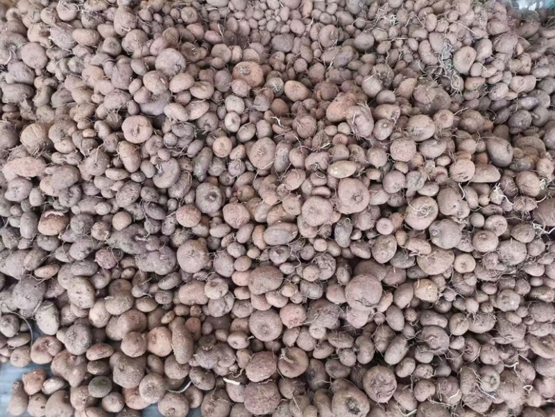 红藤山乌龟10厘米以下小精品