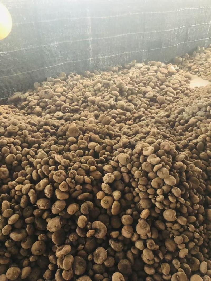 红藤山乌龟10厘米以下小精品