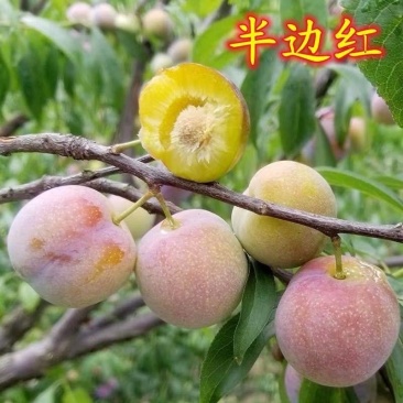 半边红李子即将上市对接市场商超电商批发量大从优