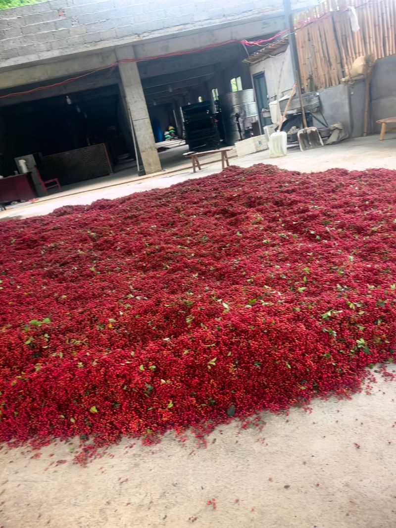 正宗汉源花椒，原产地直接发货，汉源贡椒又香又麻