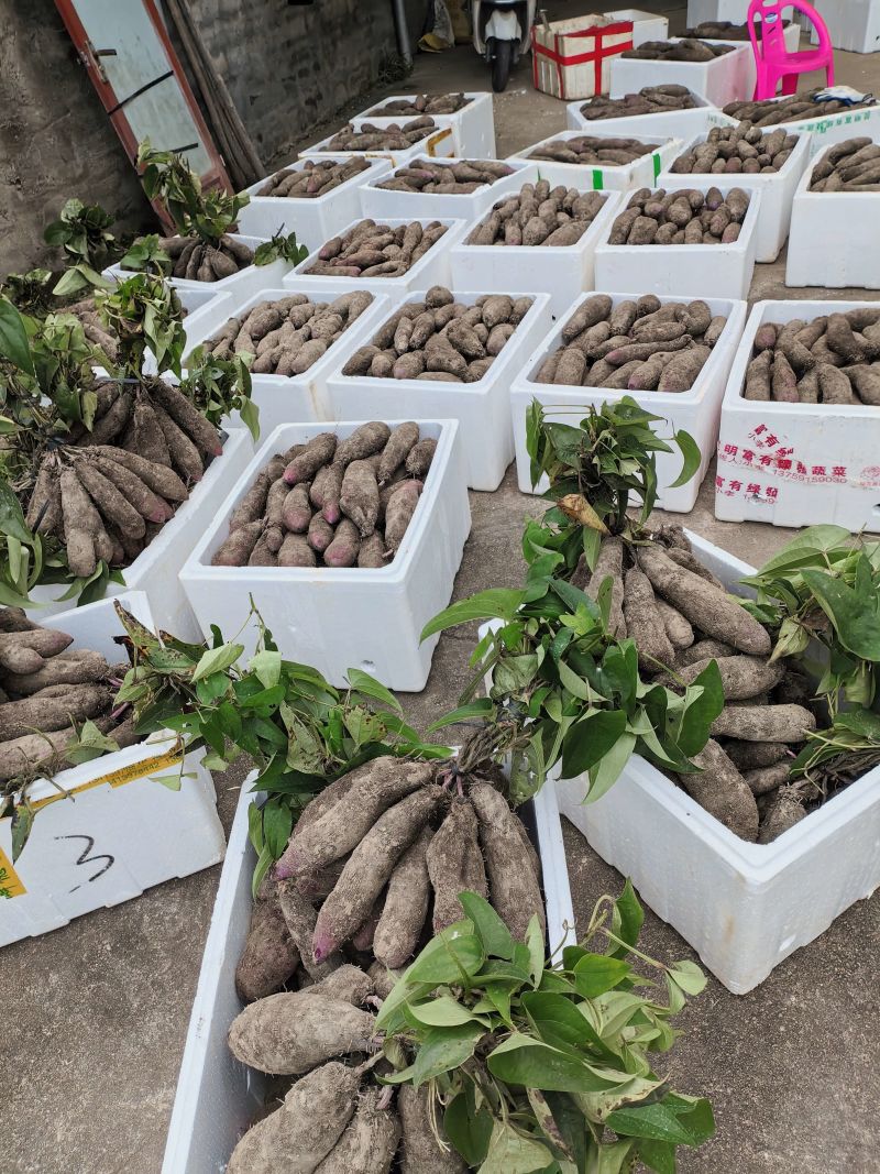 江西安远紫山药大量有货接受预订可视频看货量大从优欢迎老板