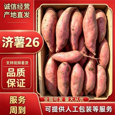 【济薯26】产地直发大量上市口感香甜一手货源