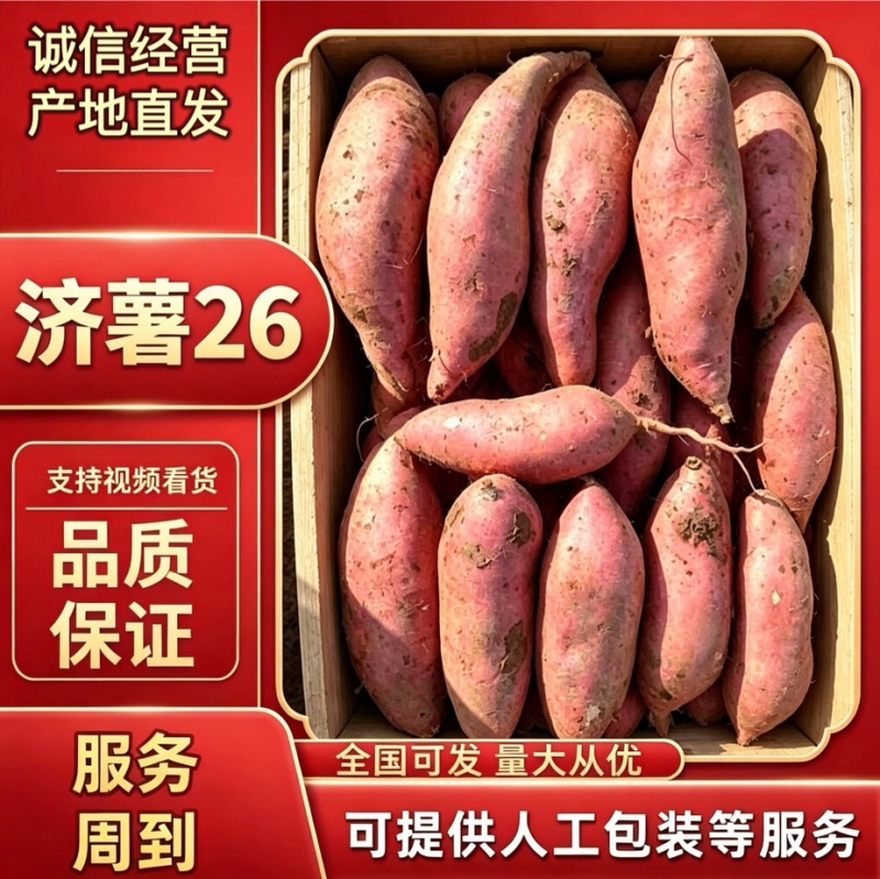【济薯26】产地直发大量上市口感香甜一手货源
