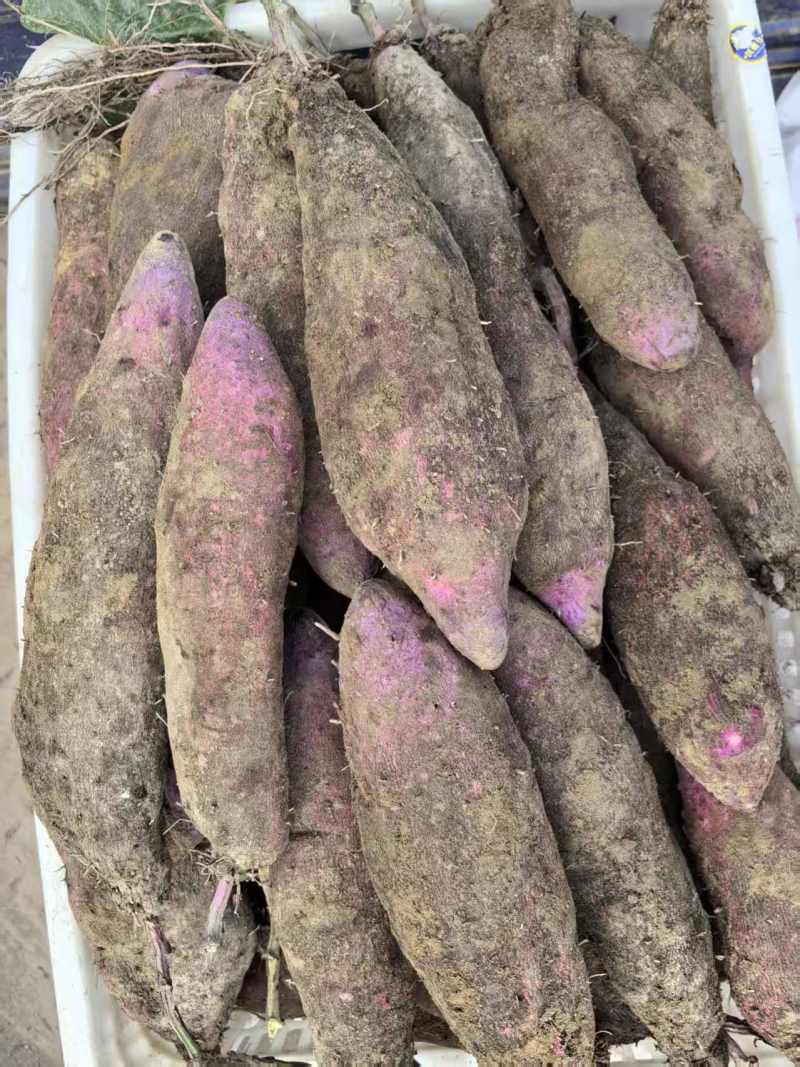 江西赣南安远紫山药大量有货支持预可对接各种类型客商欢迎来