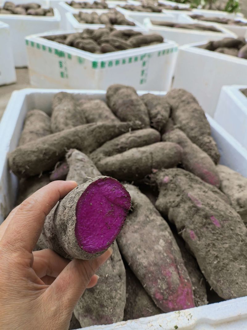 江西赣南安远紫山药大量有货支持预可对接各种类型客商欢迎来