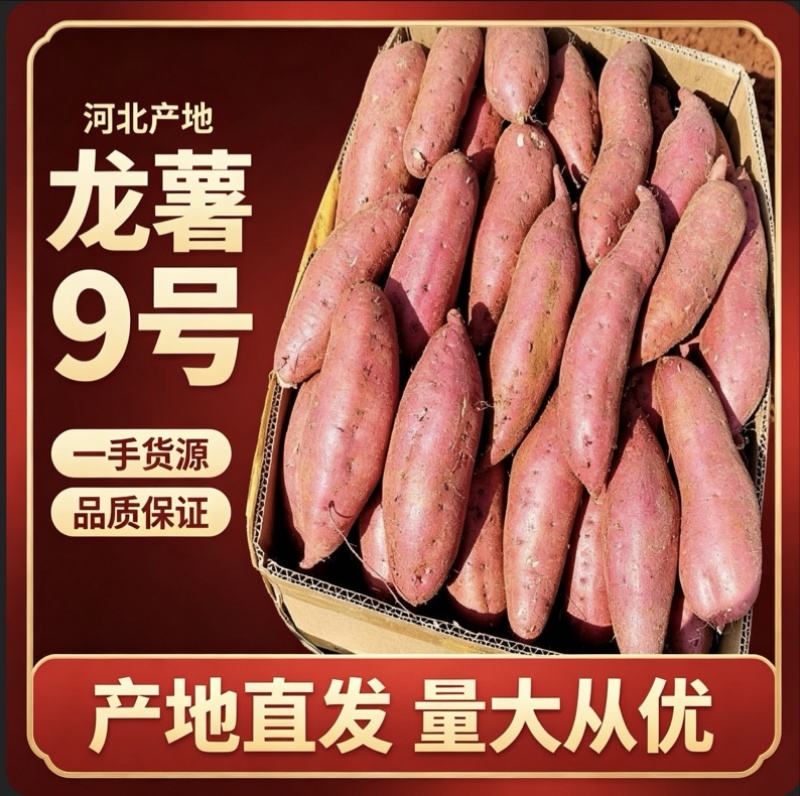 【龙薯9】河北龙薯九号大量上市保质保量一手货源可视频看