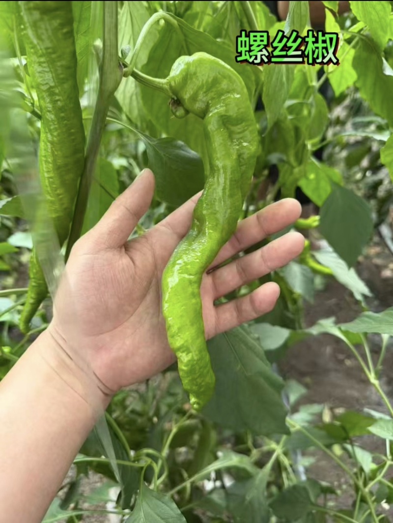 各种辣椒批发，需要的板板联系，诚信人生