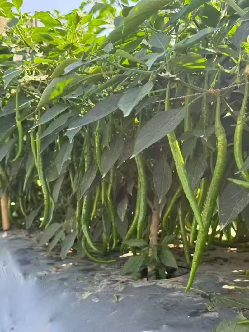 各种辣椒批发，需要的板板联系，诚信人生
