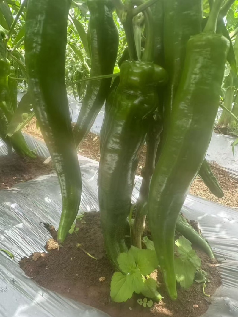 各种辣椒批发，需要的板板联系，诚信人生