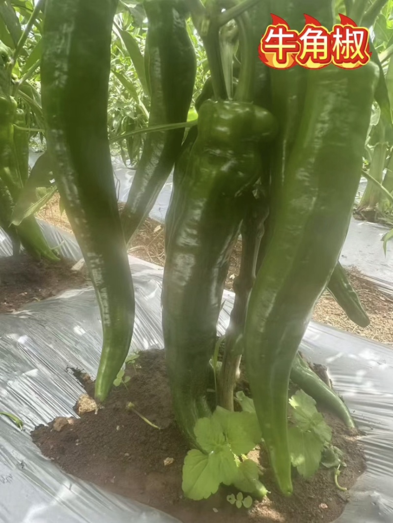 各种辣椒批发，需要的板板联系，诚信人生