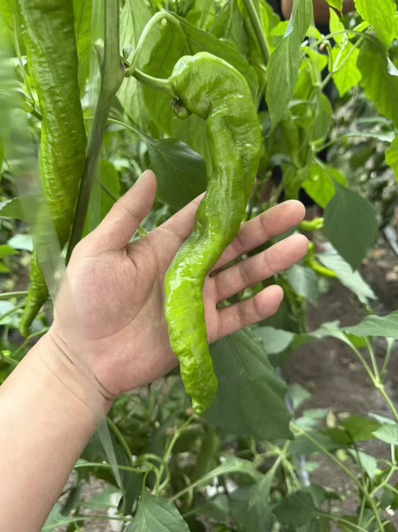 各种辣椒批发，需要的板板联系，诚信人生