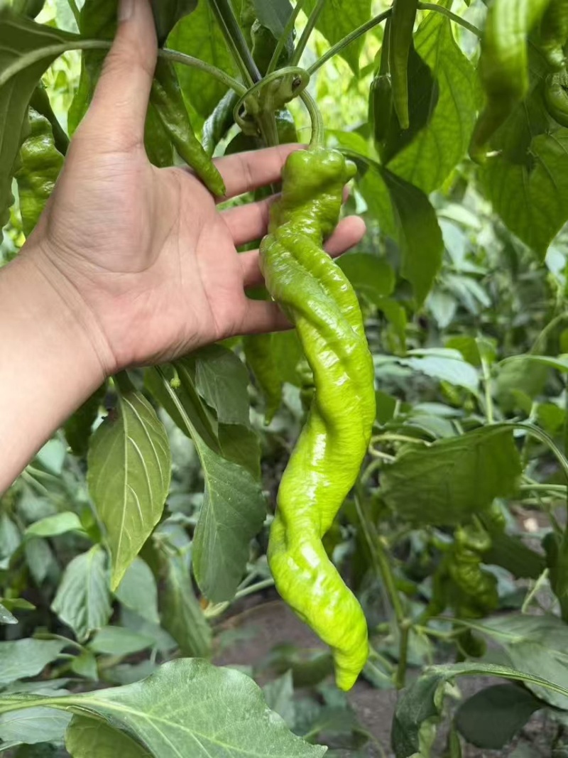 各种辣椒批发，需要的板板联系，诚信人生
