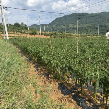 各种辣椒批发，需要的板板联系，诚信人生