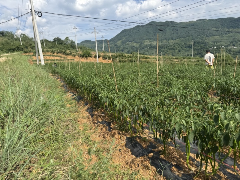 各种辣椒批发，需要的板板联系，诚信人生