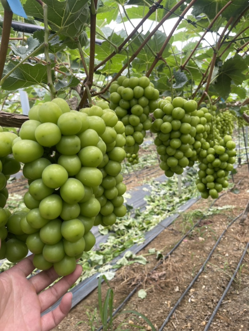 电商阳光玫瑰口感香甜低糖15+货量充足产地直销