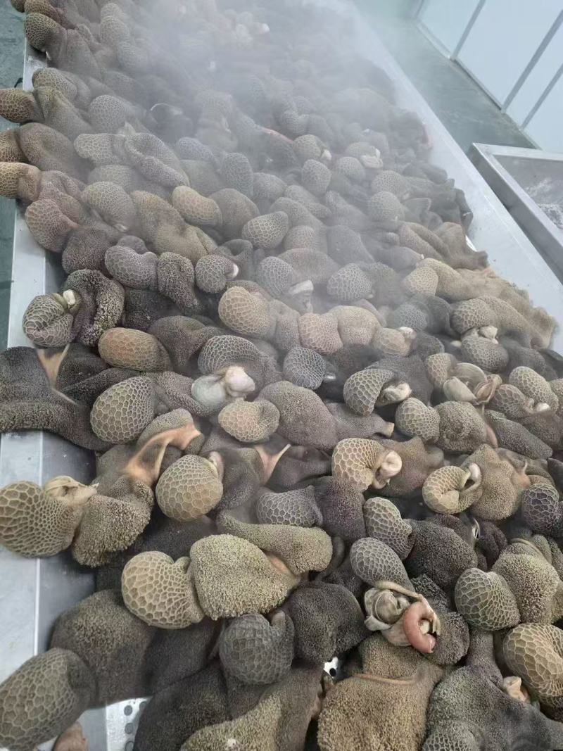 八分熟，白水羊肚，也可做五香羊肚。这款为白水煮，