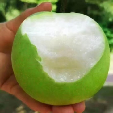 翠玉梨/精品套袋梨/安徽砀山产地直发大量上市