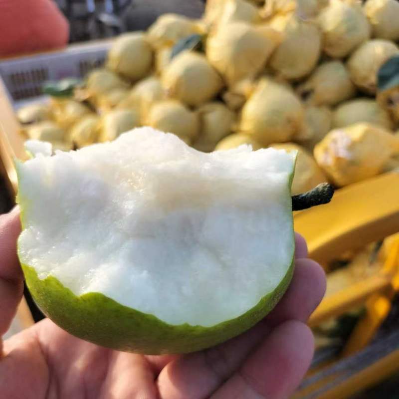 翠玉梨/精品套袋梨/安徽砀山产地直发大量上市
