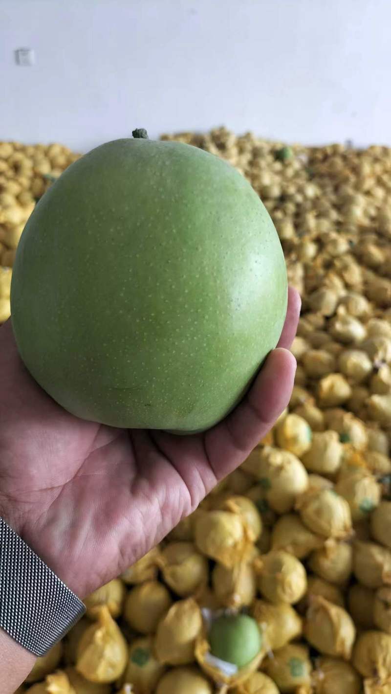 翠玉梨/精品套袋梨/安徽砀山产地直发大量上市