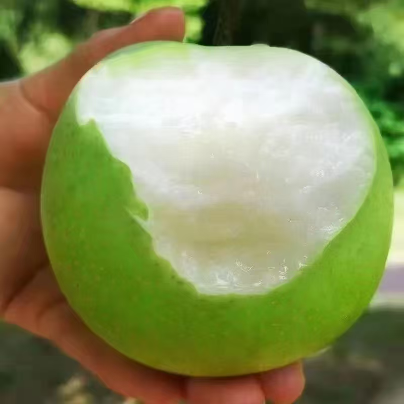 翠玉梨/精品套袋梨/安徽砀山产地直发大量上市