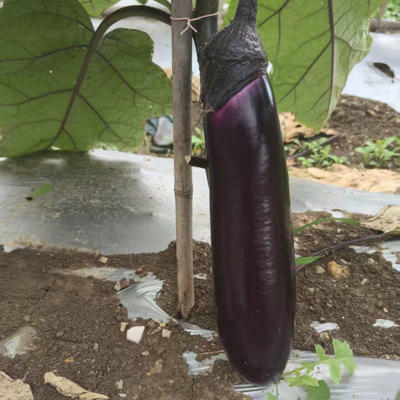 精品烧烤茄，长茄产地直销欢迎来电咨询