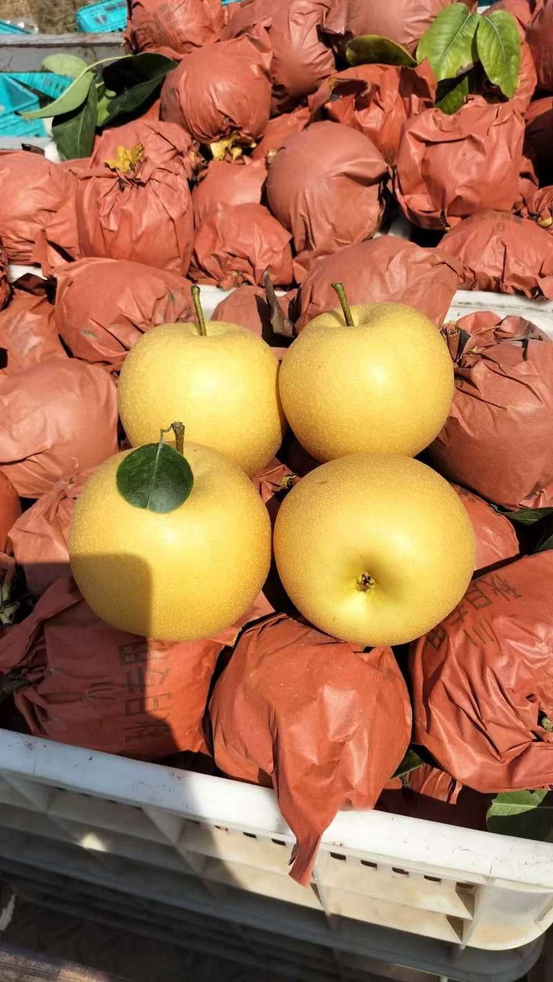 圆黄梨新玉梨/安徽砀山县产地直发/大量上市/欢迎采购