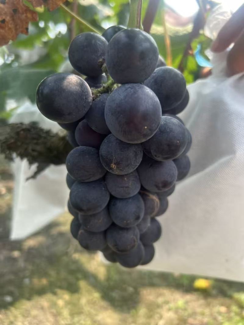巨峰葡萄，颜色好，果皮光，1-2斤串，