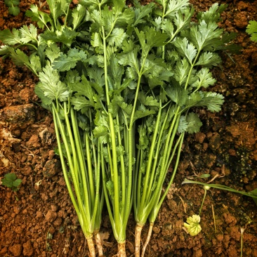 云南优质芫荽(香菜)