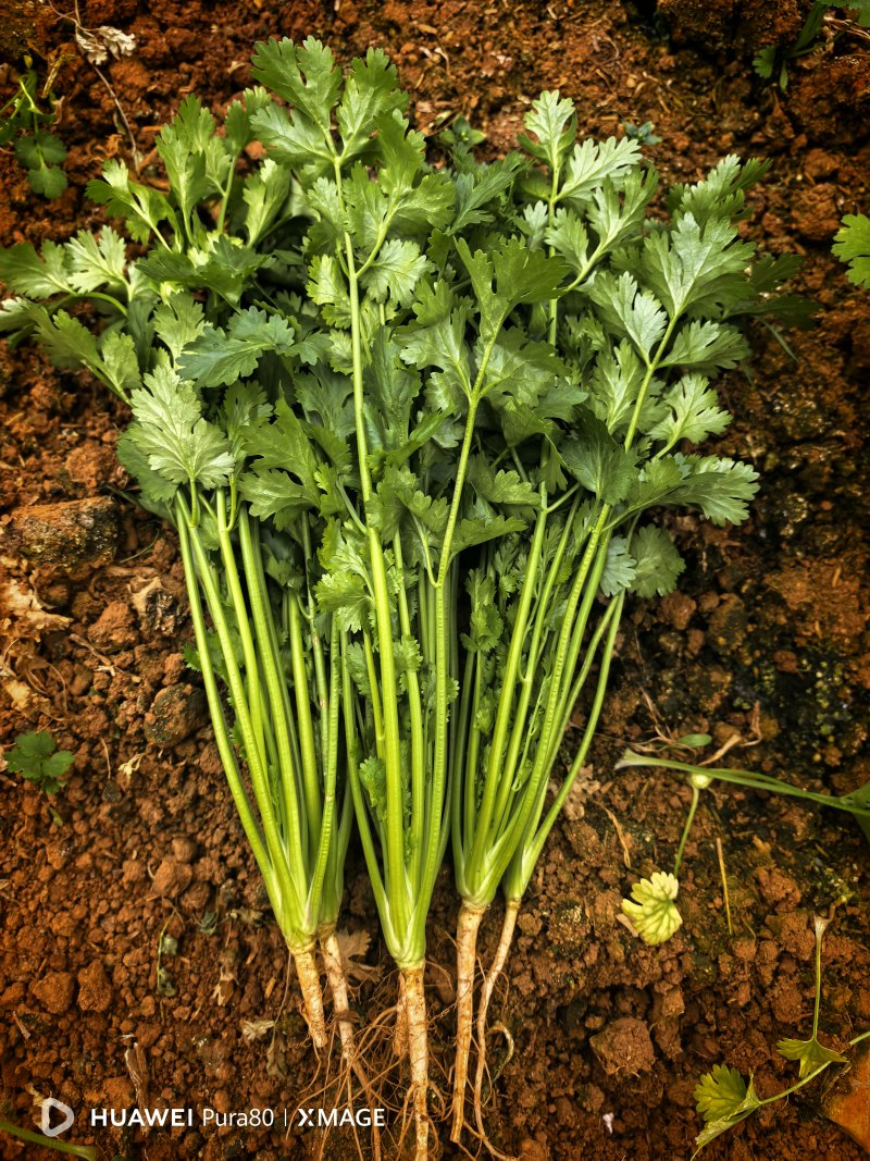 云南优质芫荽(香菜)