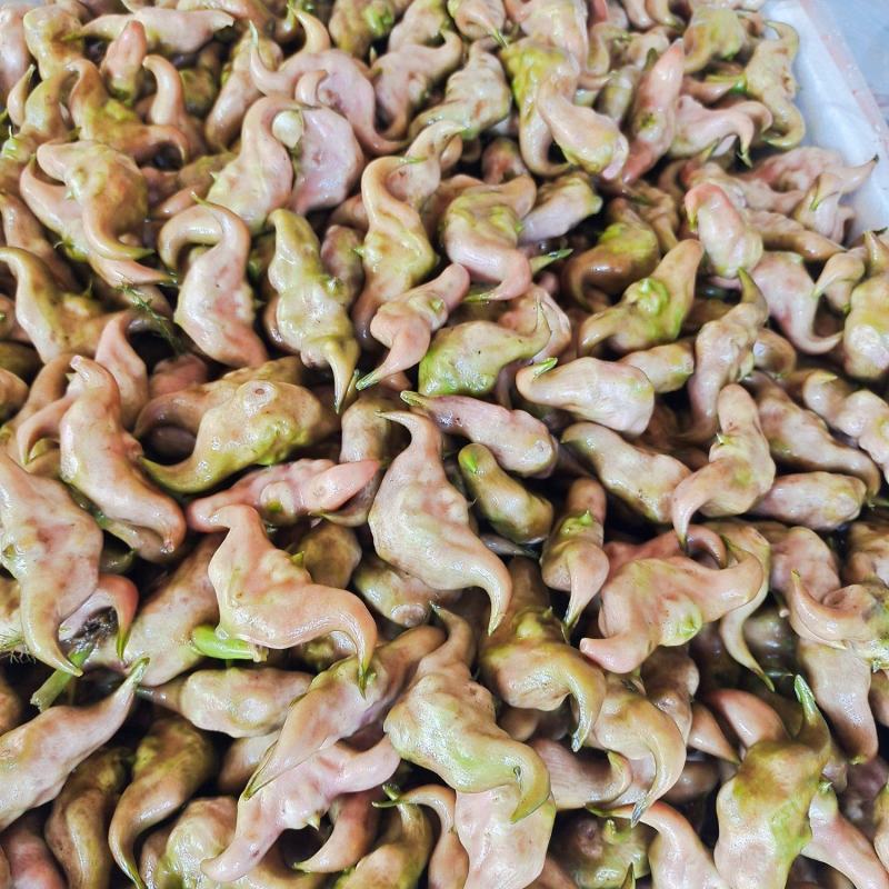 湖北仙桃菱角基地直销(市场:商超:电商平台)支持视频看货