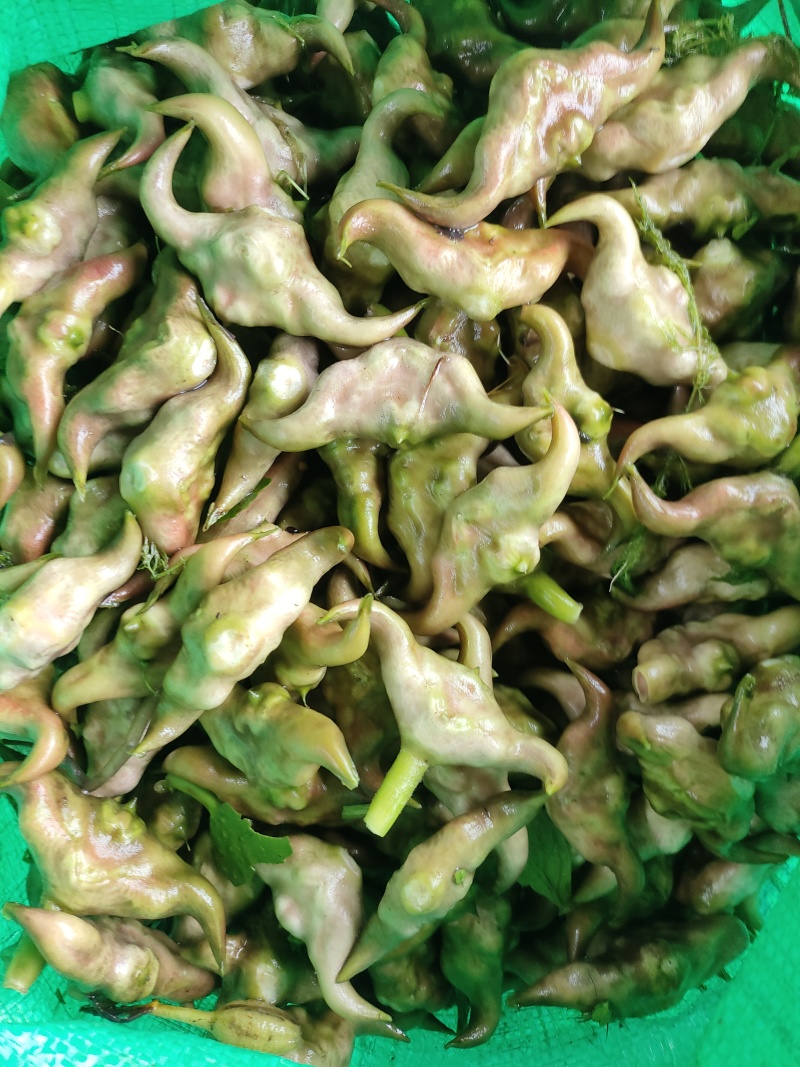 湖北仙桃菱角基地直销(市场:商超:电商平台)支持视频看货
