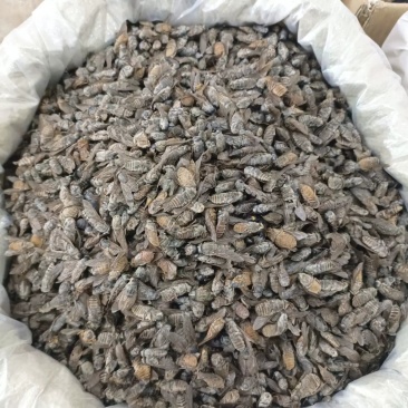 野生牛虻，牛虻干
