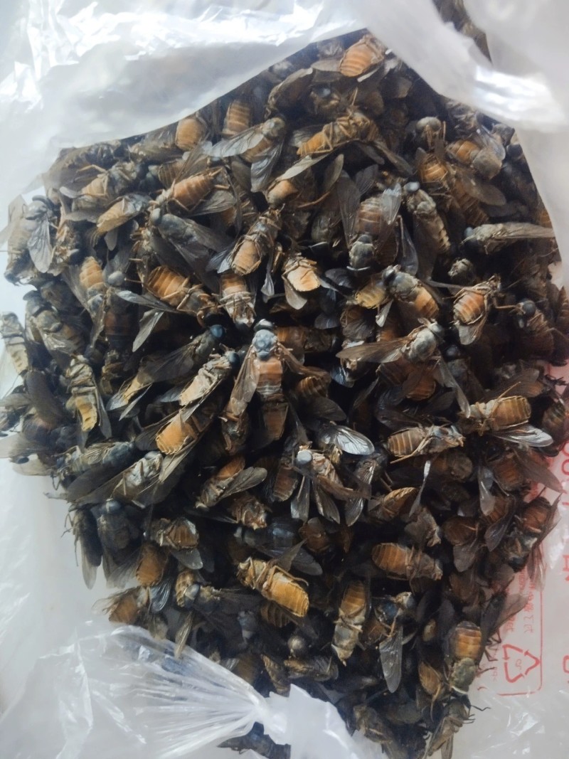 野生牛虻，牛虻干
